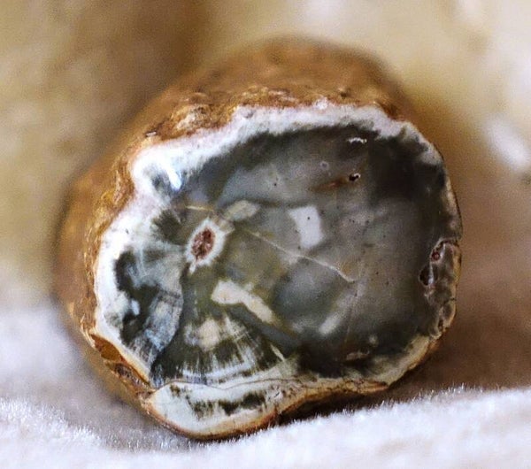 Groot stuk versteend Hout uit Brazilië