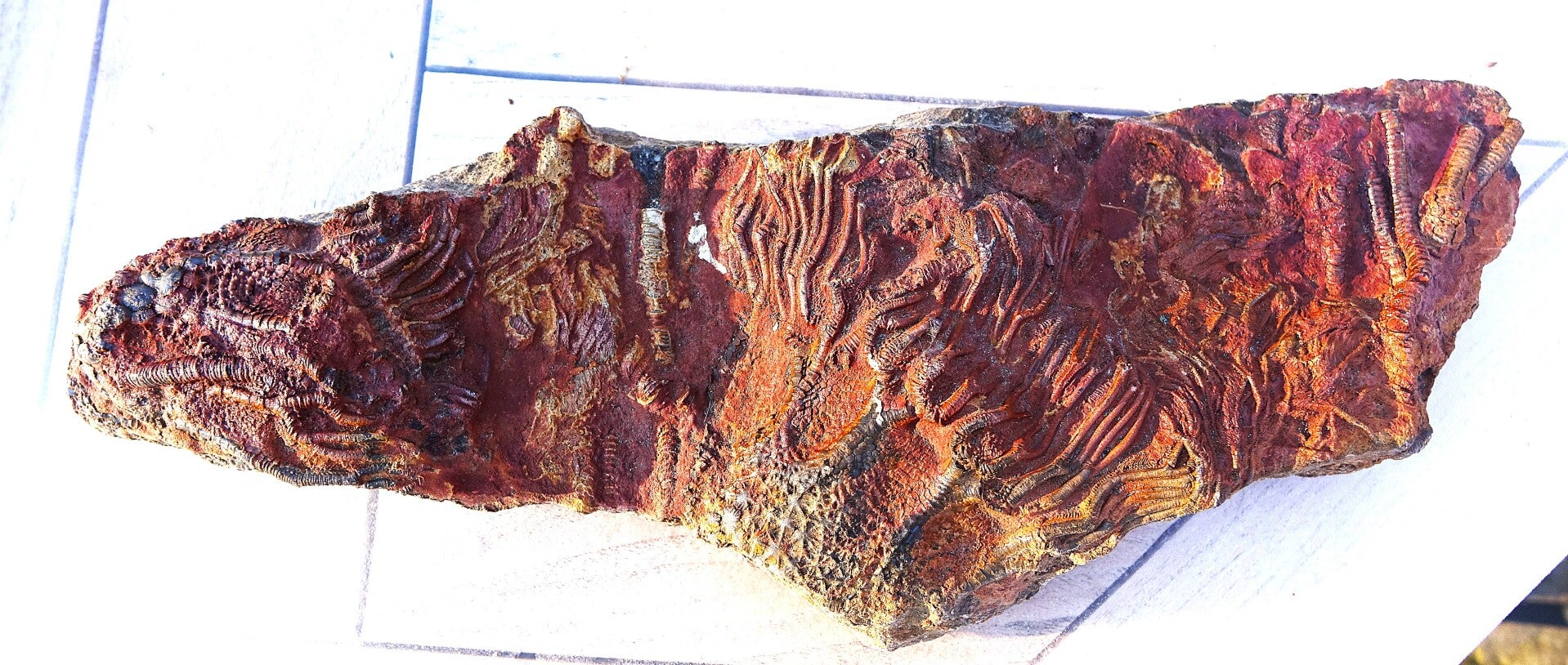 Fossiele Zee-Lelies uit de Jura van Noord Afrika.