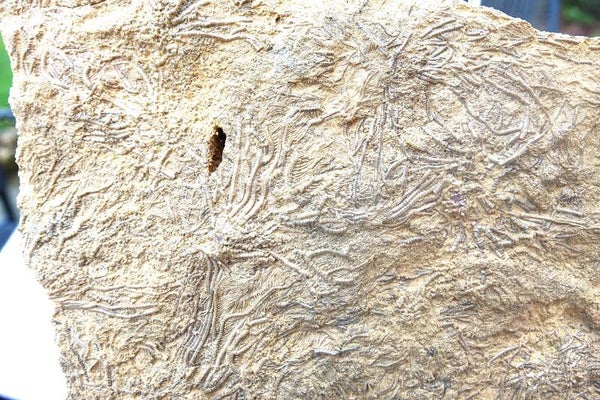 Zeldzaam groot stuk Zee-lelies