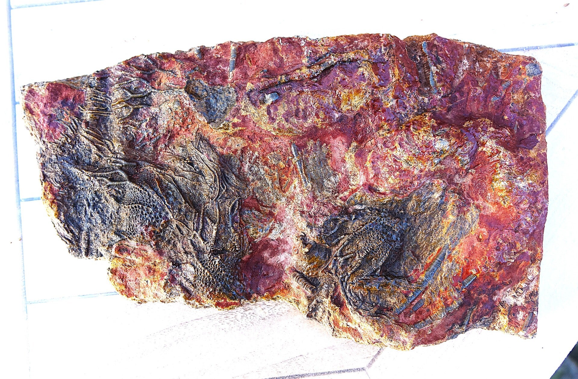 Fossiele Zee-Lelies uit de Jura van Noord Afrika.