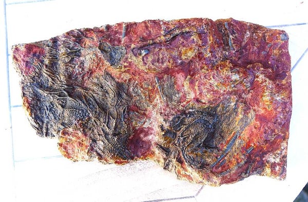 Fossiele Zee-Lelies uit de Jura van Noord Afrika.