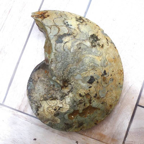 Zeldzame grote Ceratiet van west Timor