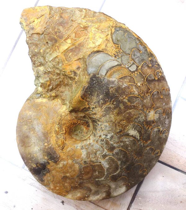 Zeldzame grote Ceratiet van west Timor
