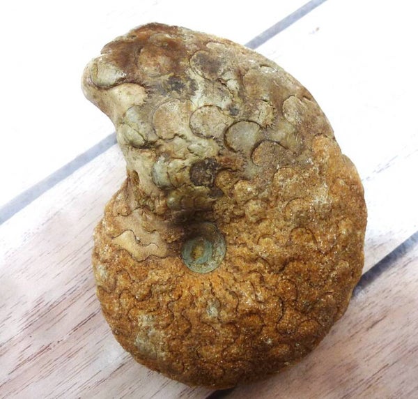 Zeldzame Ceratiet van west Timor