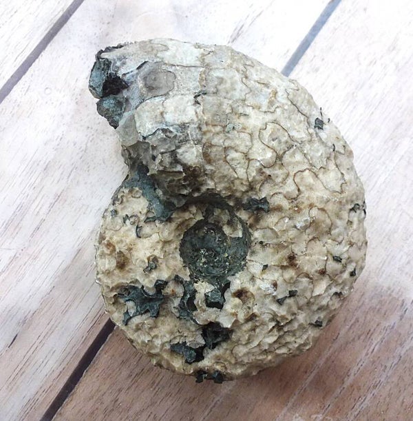 Zeldzame Ceratiet van west Timor