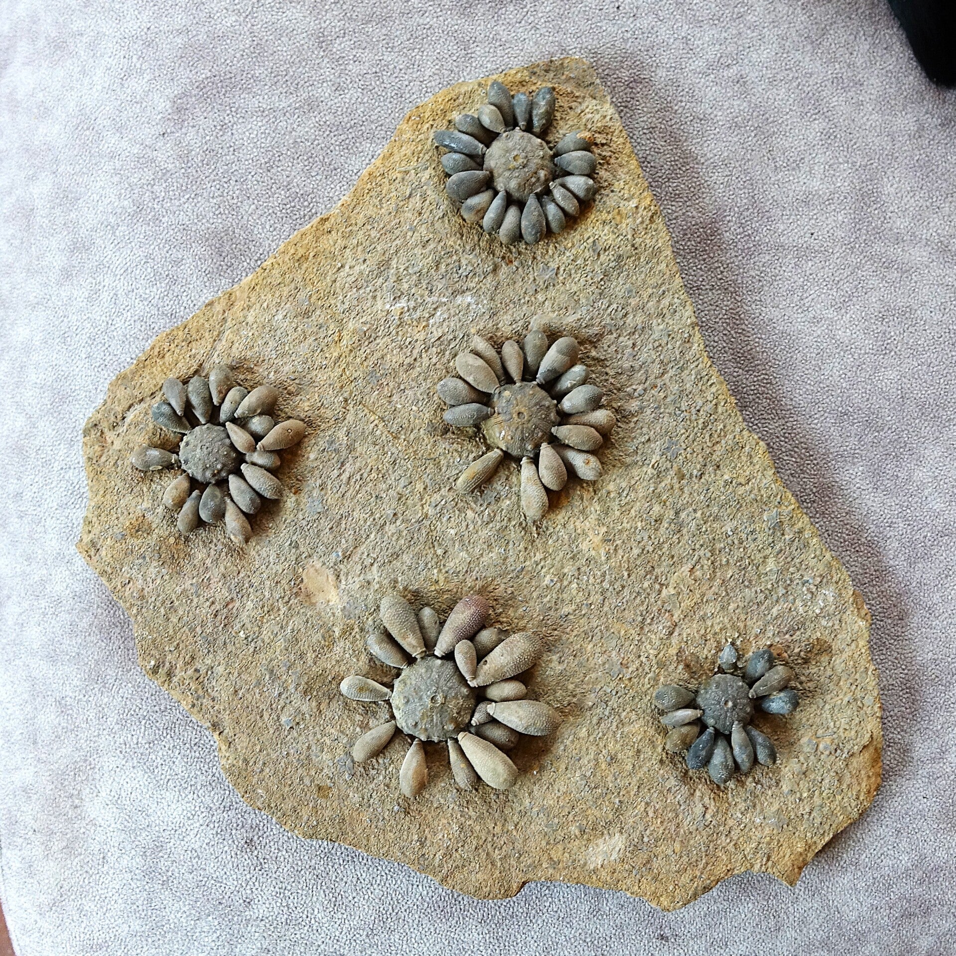 Fossiele zee-egels uit de Jura van Noord Afrika.