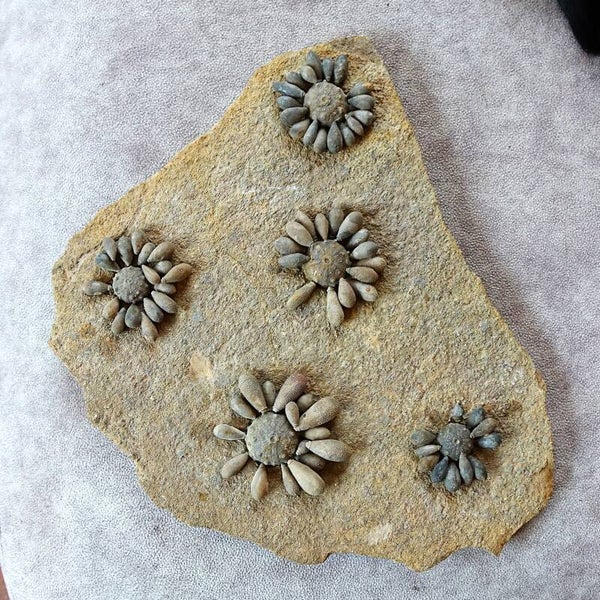 Fossiele zee-egels uit de Jura van Noord Afrika.