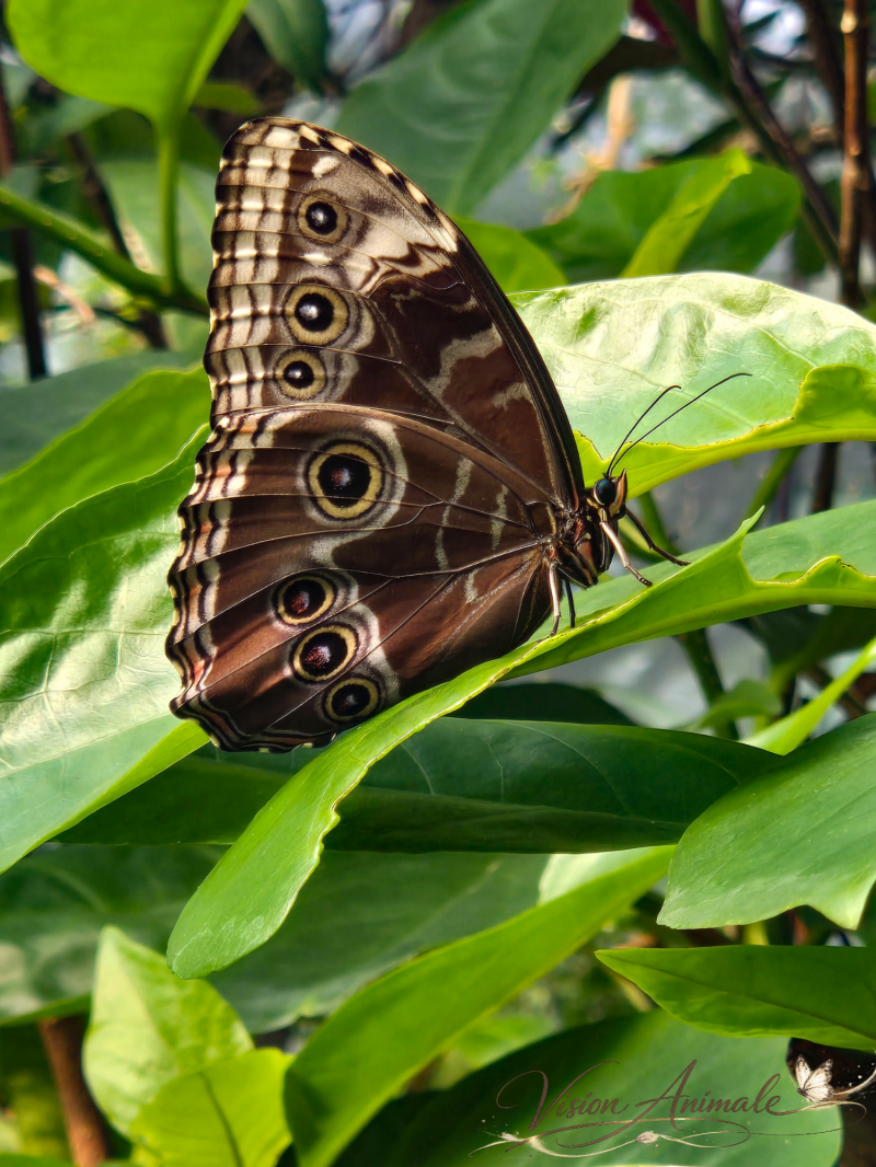 Papillon de type Morpho