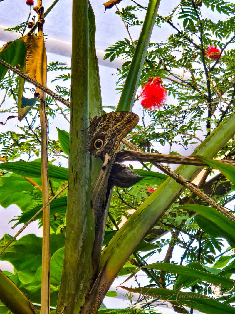 Papillon de type Caligo 
