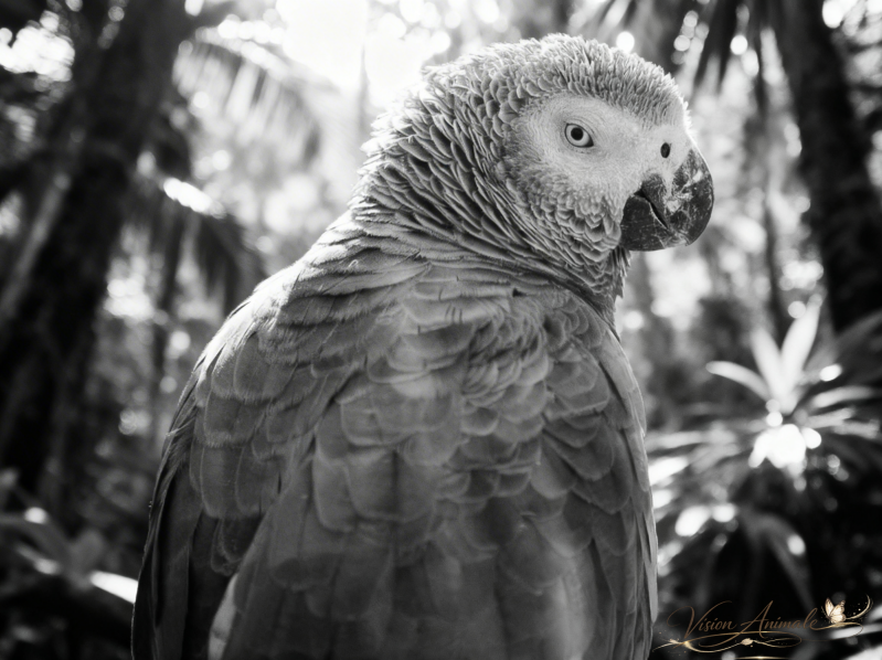 Gris du Gabon