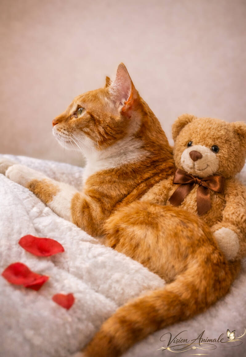 Une St Valentin avec un Voyou félin.