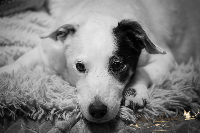 Falco | Jack Russel