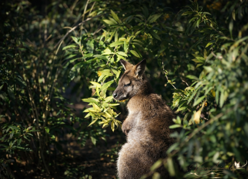 Wallaby de Bennet