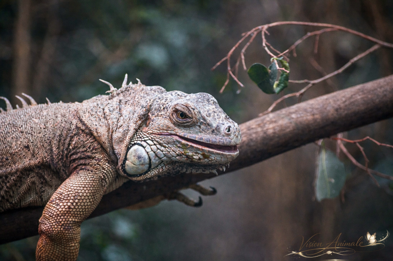 Iguane vert