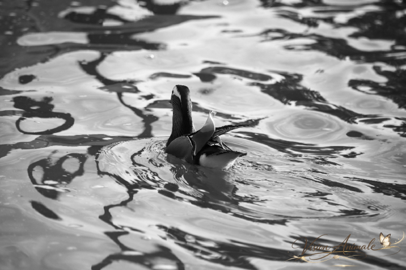 Canard mandarin