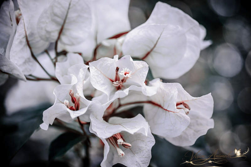 Bougainvillier