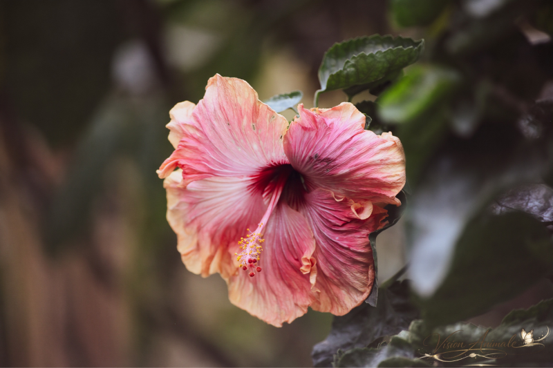 Hibiscus