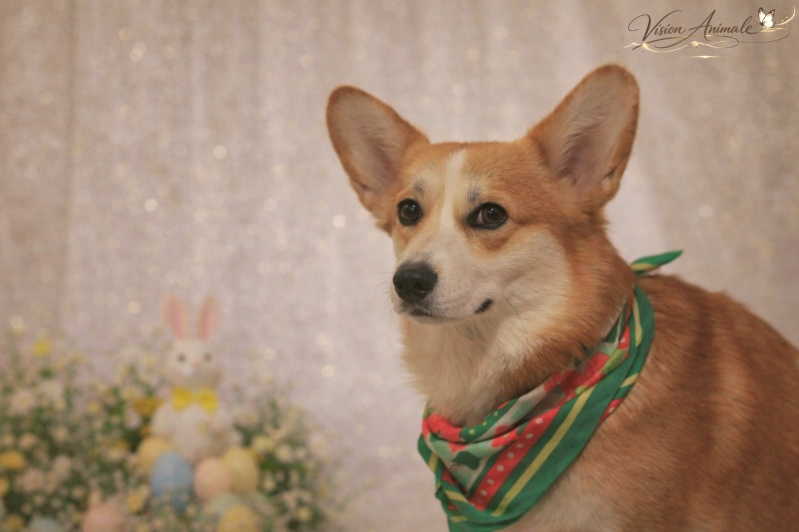 Rita | Corgi