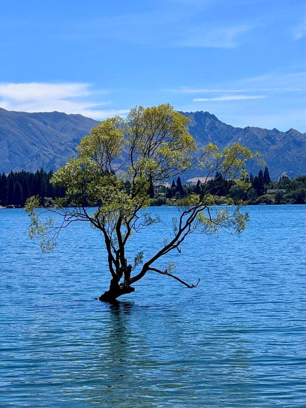 Wanaka tree