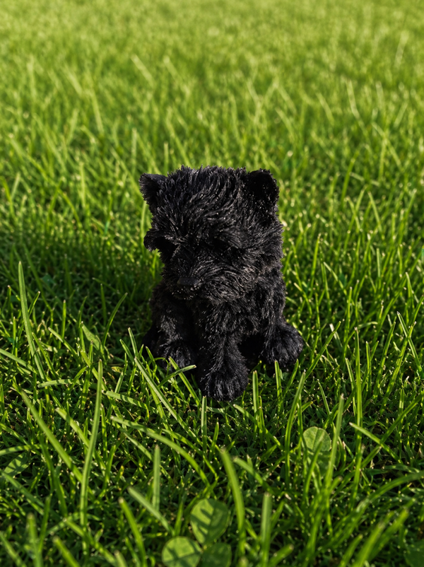Cairn Terrier