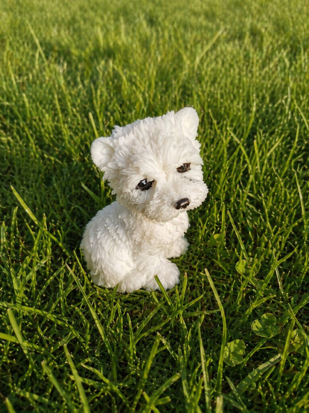 West Highland White Terrier