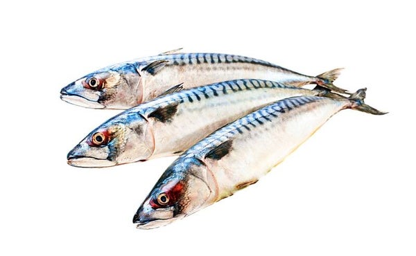 Mackerel