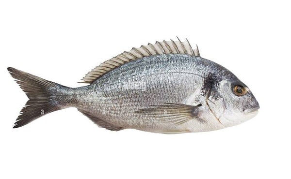 Sea Bream