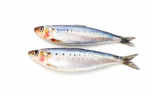 Sardines