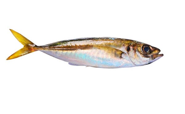 Horse Mackerel