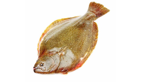 Flounder