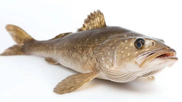 Wild Atlantic Cod Loin (Hand Made)