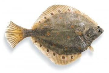 Wild Atlantic Plaice Fish Whole
