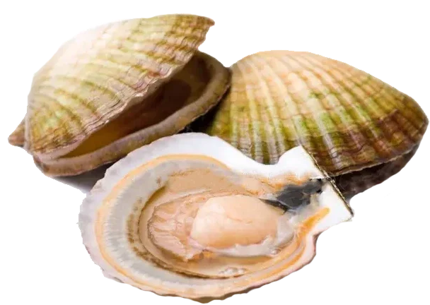 Wild Pacific Scallop