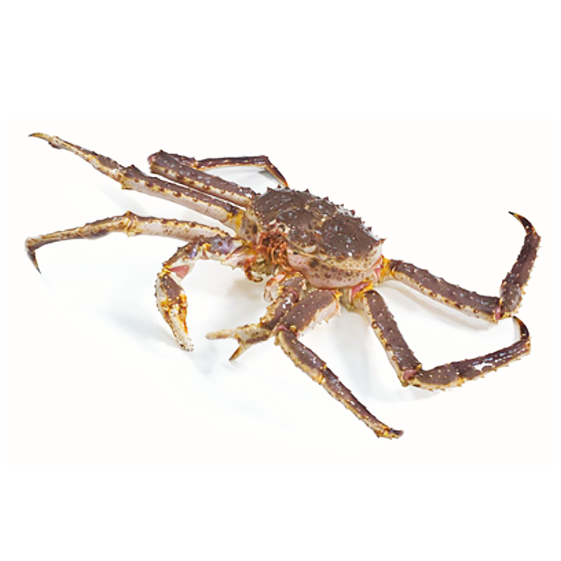 Wild King Crab