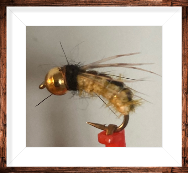 Nymphe " Larve de Sedge "