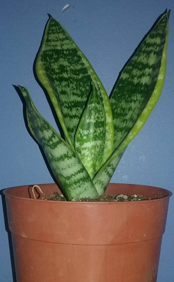 Snake Plant/Mother In Law Tongue