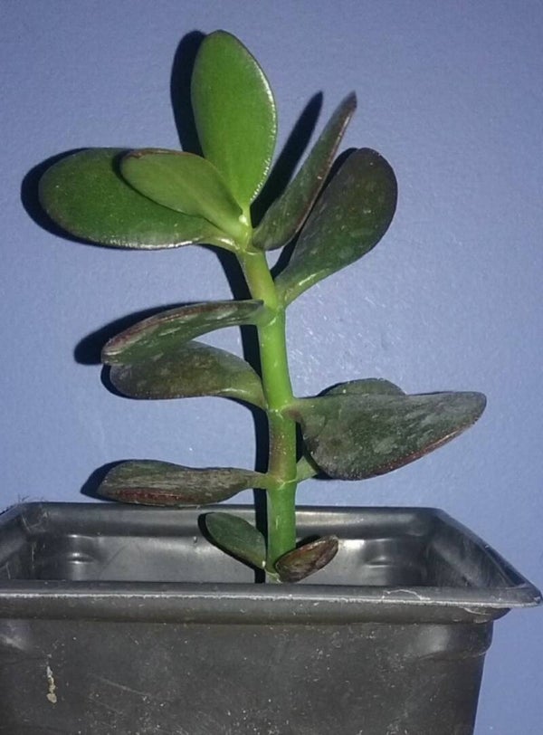 Jade