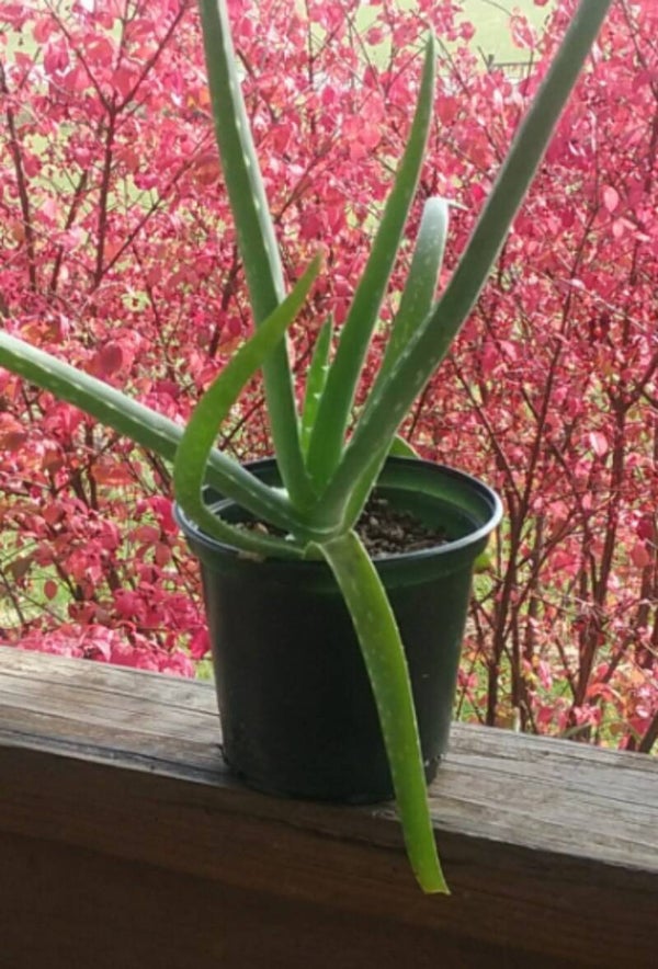 Aloe Vera