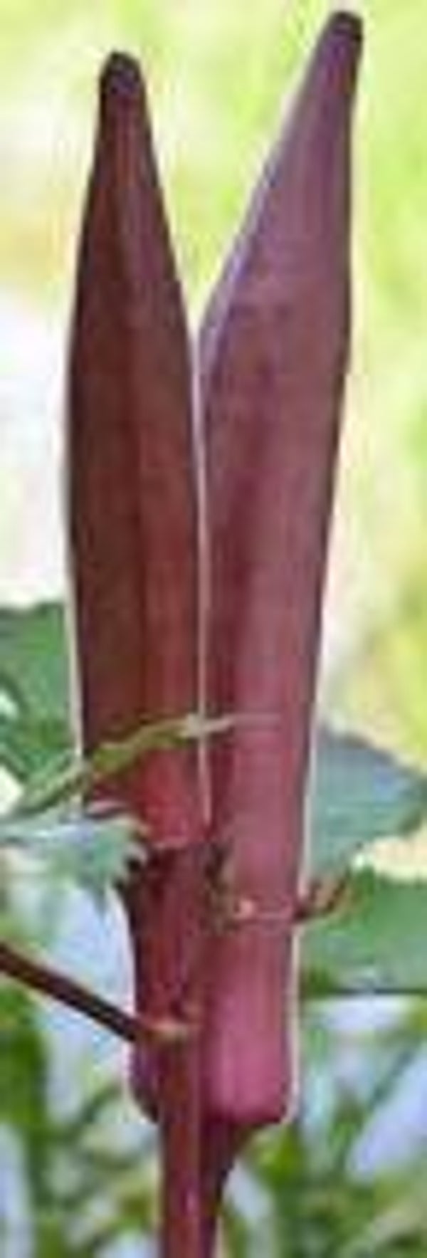 Red Okra Seeds/Red Lady Finger Seeds