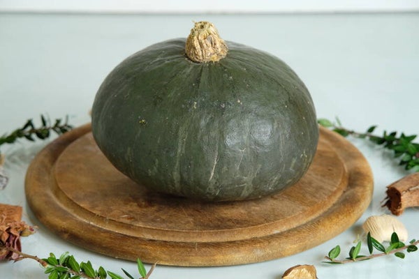 ZUCCA DELICA (1 pezzo)