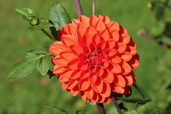Dahlia Pompon mix - Dahlia variabilis Pompon mix  25 zaden
