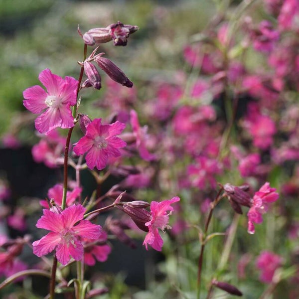 Paarse pekanjer ECO - Silene viscaria ssp. atropurpurea  200 zaden
