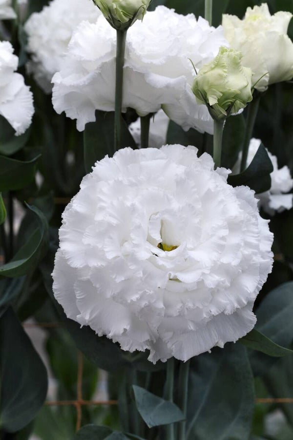 Lisianthus wit - Lisianthus grandiflorum Corelli White   10 zaden