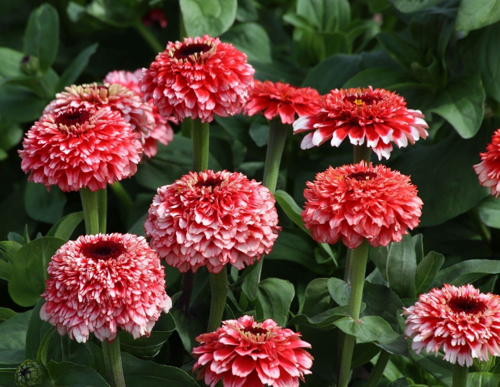 Zinnia Zinderella Fizz - Zinnia elegans Zinderella Fizz  20 zaden