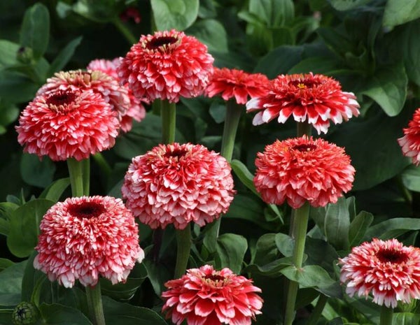 Zinnia Zinderella Fizz - Zinnia elegans Zinderella Fizz  20 zaden