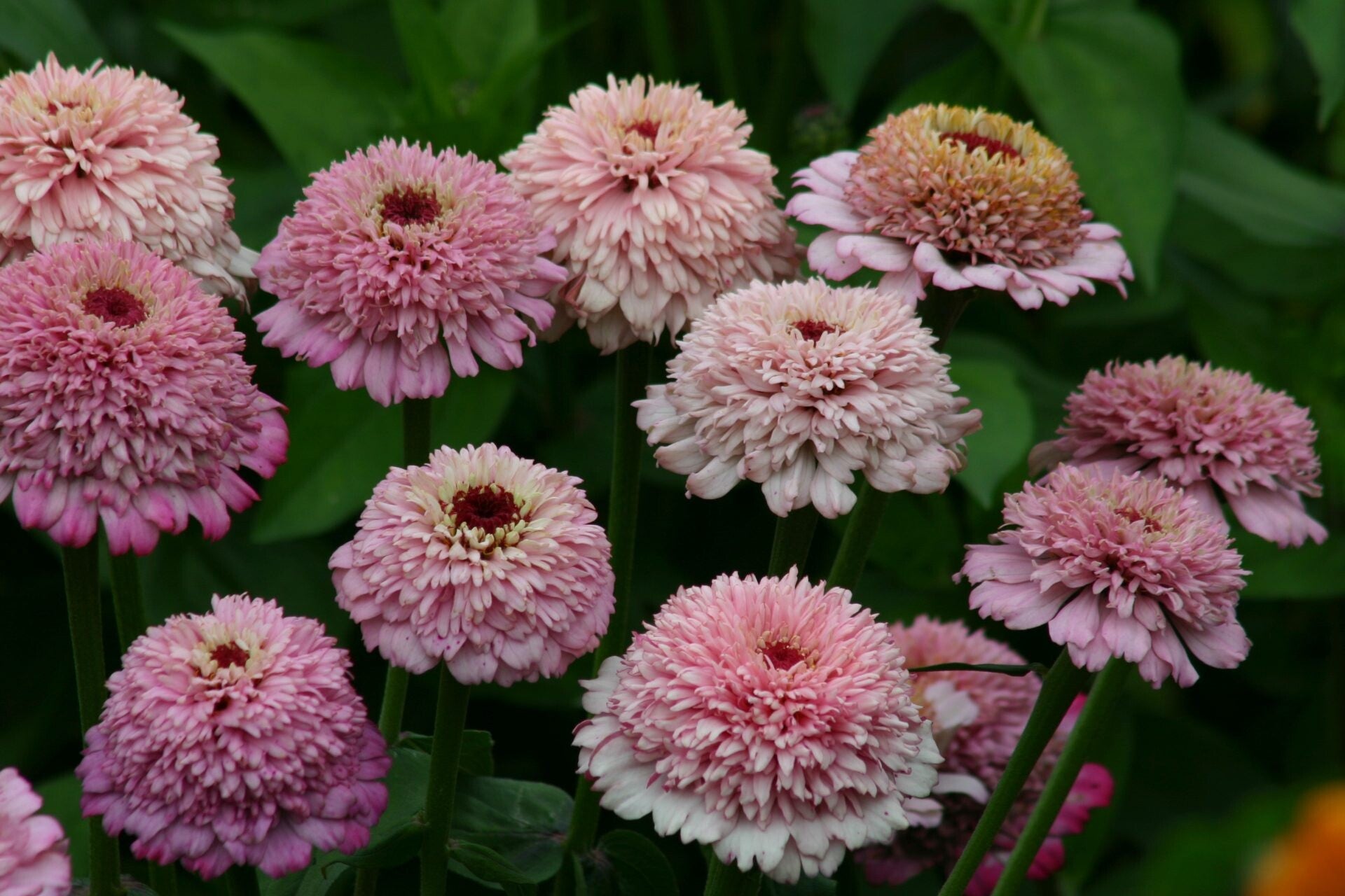 Zinnia Zinderella Lilac - Zinnia elegans Zinderella Lilac  20 zaden