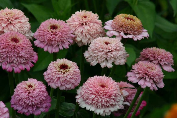 Zinnia Zinderella Lilac - Zinnia elegans Zinderella Lilac  20 zaden