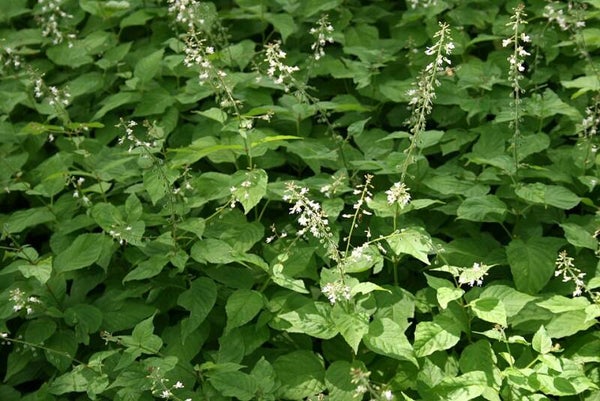 Groot heksenkruid - Circaea lutetiana  25 zaden
