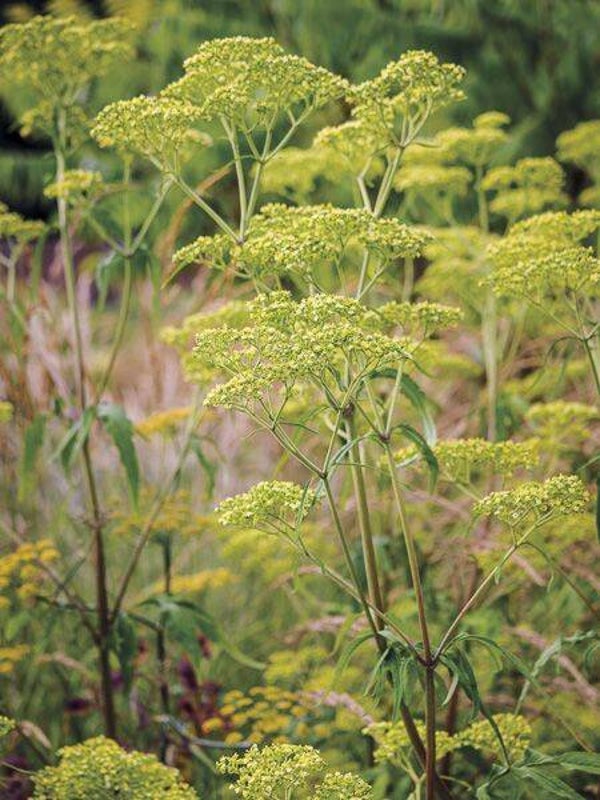 Goudvaleriaan - Patrinia monandra  25 zaden