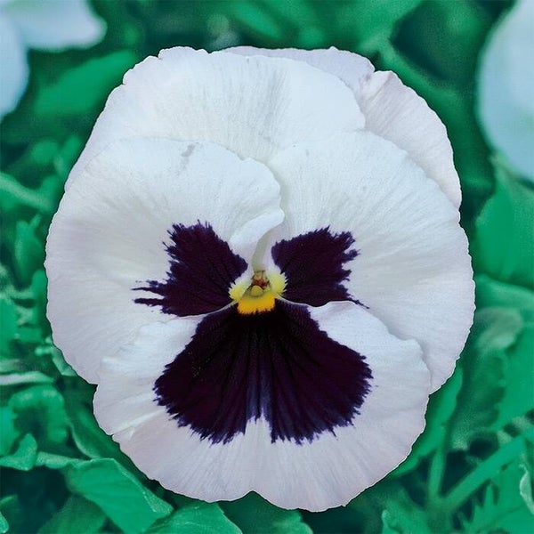 Viool Silverbride - Viola wittrockiana Silverbride  100 zaden